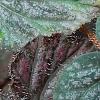 Begonia 'Passing Storm', leaves