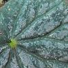 Begonia 'Passing Storm', leaves
