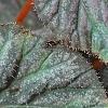 Begonia 'Passing Storm', leaves