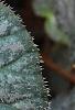Begonia 'Passing Storm', leaves