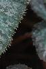 Begonia 'Passing Storm', leaves