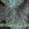 Begonia 'Passing Storm', leaves