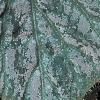 Begonia 'Passing Storm', leaves