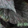 Begonia 'Passing Storm', leaves
