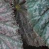 Begonia 'Passing Storm', leaves
