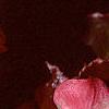 Begonia 'Party Scarlet', flowers