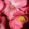 Begonia 'Party Scarlet', flowers