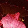 Begonia 'Party Scarlet', flowers