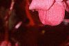 Begonia 'Party Scarlet', flowers