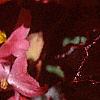 Begonia 'Party Scarlet', flowers