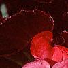 Begonia 'Party Scarlet', flowers