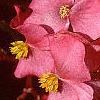 Begonia 'Party Scarlet', flowers
