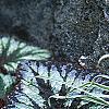 Begonia rex 'Fireworks', habit