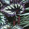 Begonia rex 'Fireworks', habit
