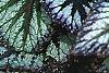 Begonia rex 'Fireworks', habit