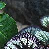 Begonia rex 'Fireworks', habit