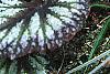 Begonia rex 'Fireworks', habit