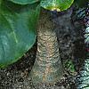 Begonia rex 'Fireworks', habit