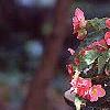Begonia x tuberhybrida, culture