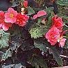 Begonia x tuberhybrida, culture