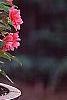 Begonia x tuberhybrida, culture