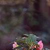 Begonia x tuberhybrida, culture