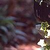 Begonia x tuberhybrida, culture