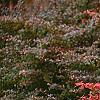 Berberis 'Bailsel', fruit