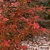 Berberis 'Bailsel', fruit