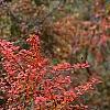 Berberis 'Bailsel', fruit