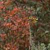 Berberis 'Bailsel', fruit