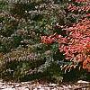 Berberis 'Bailsel', fruit