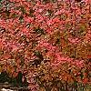 Berberis 'Bailsel', fruit