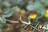 Berberis x gladwyensis 'William Penn', flowers