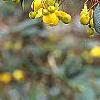 Berberis x gladwyensis 'William Penn', flowers