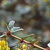 Berberis x gladwyensis 'William Penn', flowers