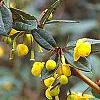 Berberis x gladwyensis 'William Penn', flowers