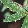 Berberis x julianae, leaves