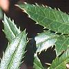 Berberis x julianae, leaves