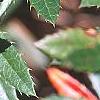 Berberis x julianae, leaves