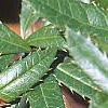 Berberis x julianae, leaves