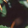 Berberis x julianae, leaves