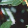 Berberis x julianae, leaves