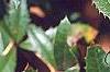 Berberis x julianae, leaves