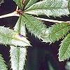 Berberis x julianae, leaves