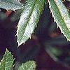 Berberis x julianae, leaves