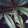 Berberis x julianae, leaves