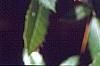 Berberis x julianae, leaves