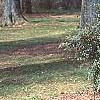 Berberis x julianae 'Nana', habit