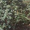 Berberis x julianae 'Nana', habit